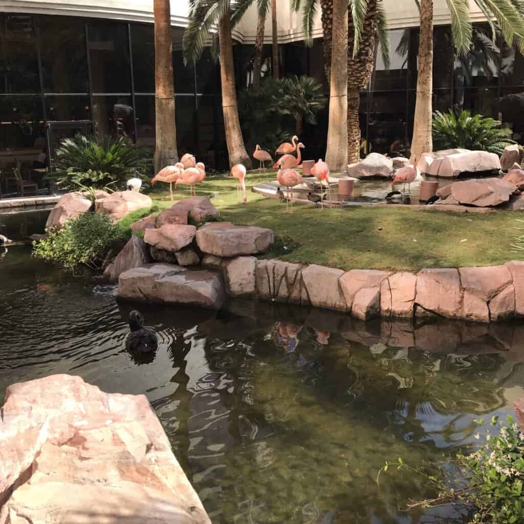 Flock of flamingos standing on grass with a pond in the foreground