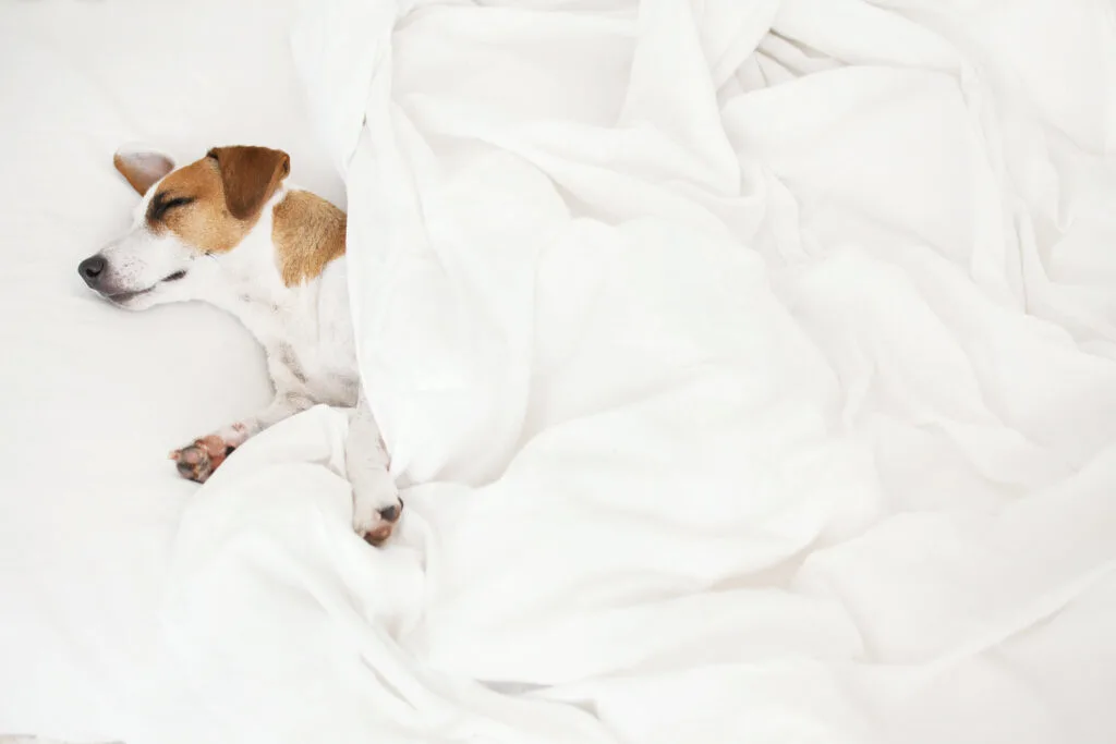 Dog Sleeping on bed