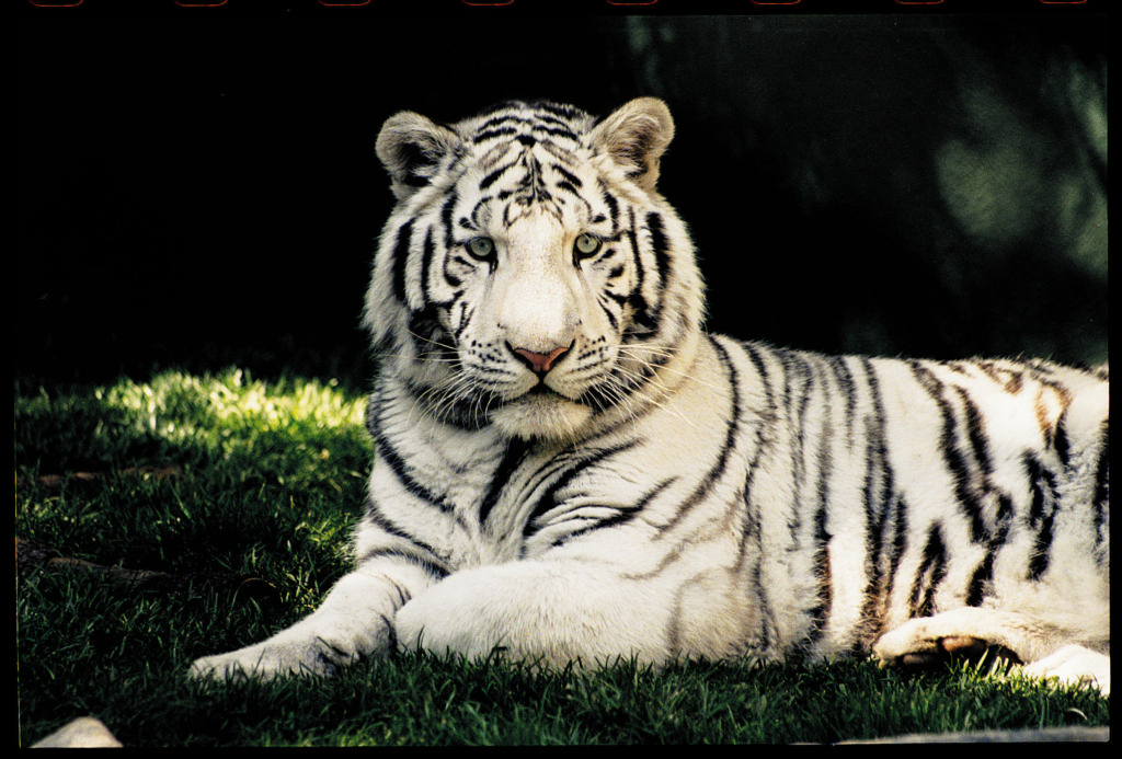 White Tiger laying down