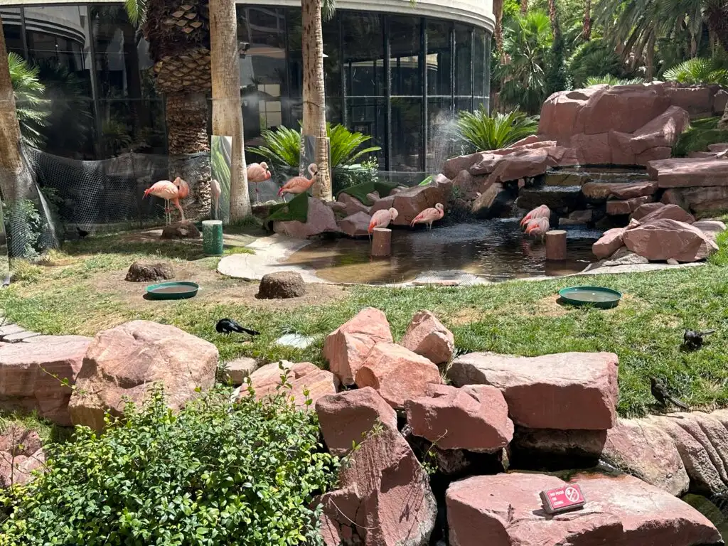 A flock of Flamingos hanging out in the wildlife habitat.