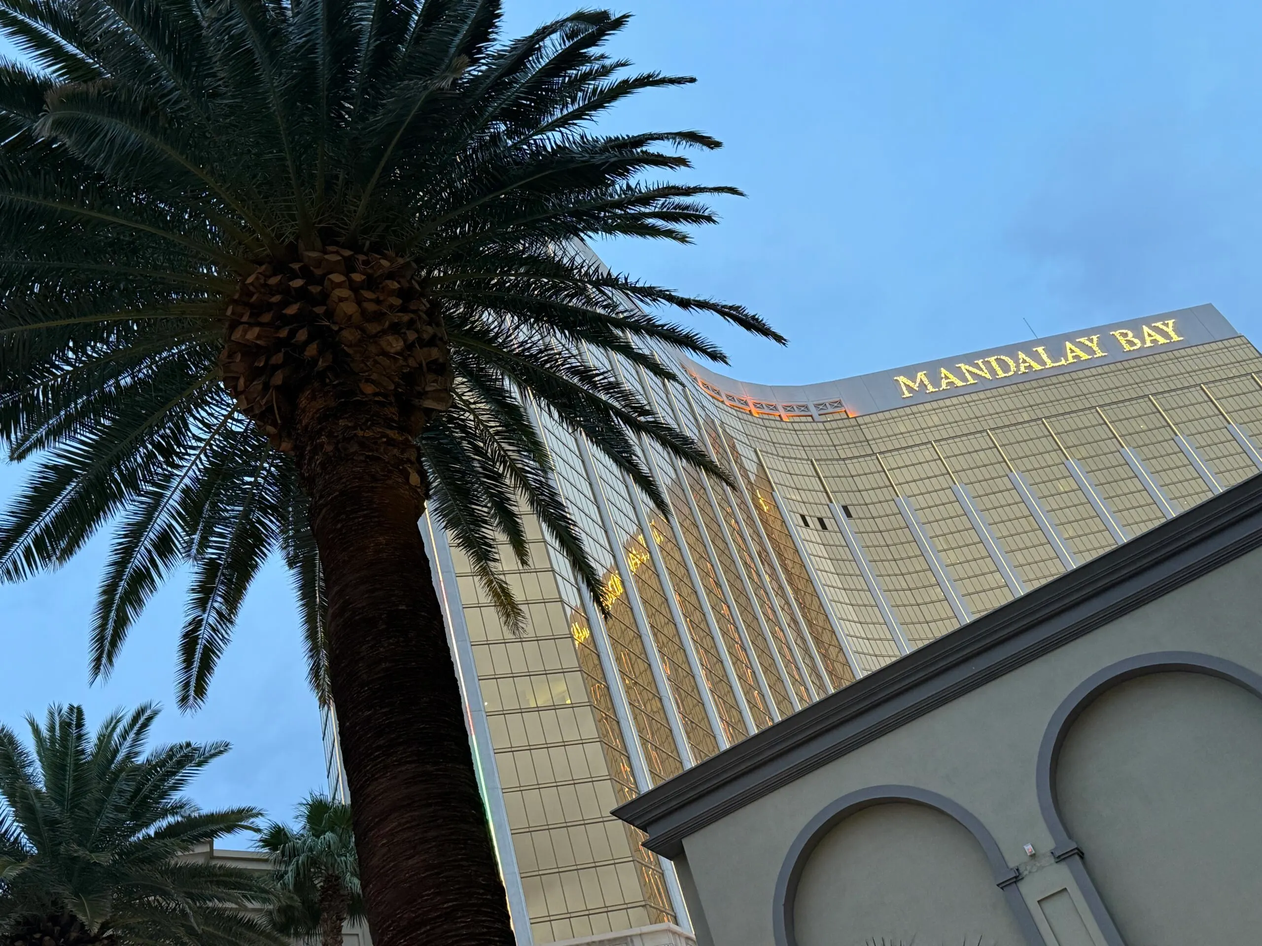 Mandalay Bay's hotel tower at night with a palm tree obscuring it in the foreground.