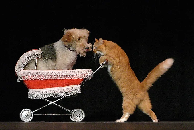 A cat pushing a dog in a stroller