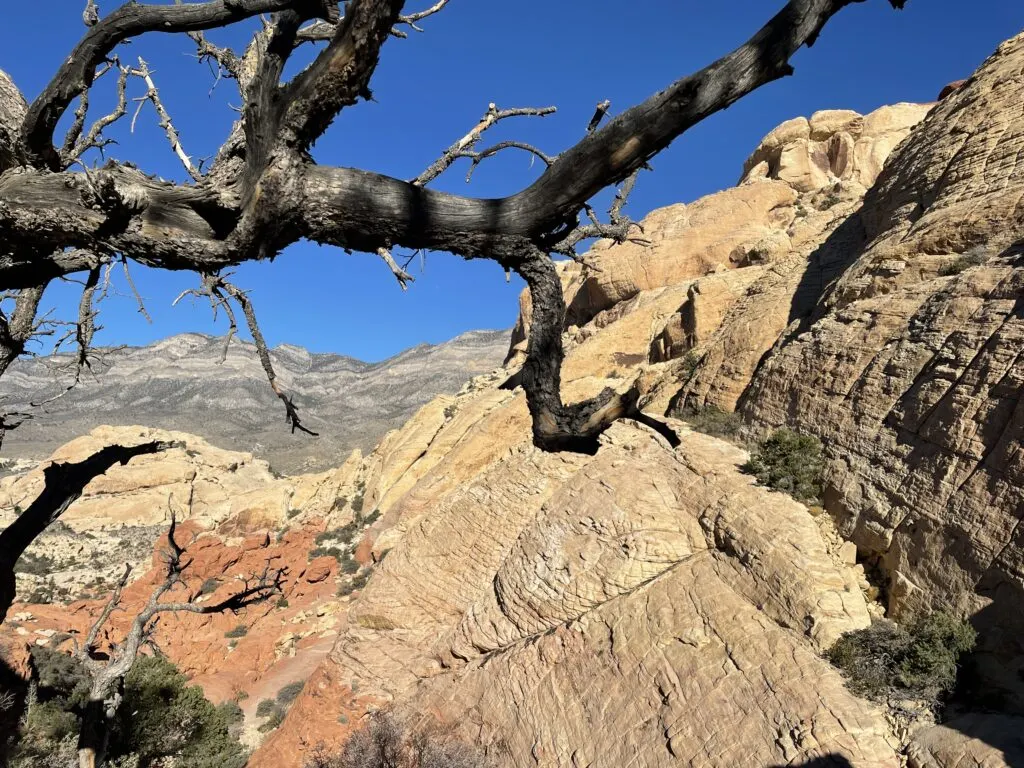 tree branch in the foreground with red sandstone in background