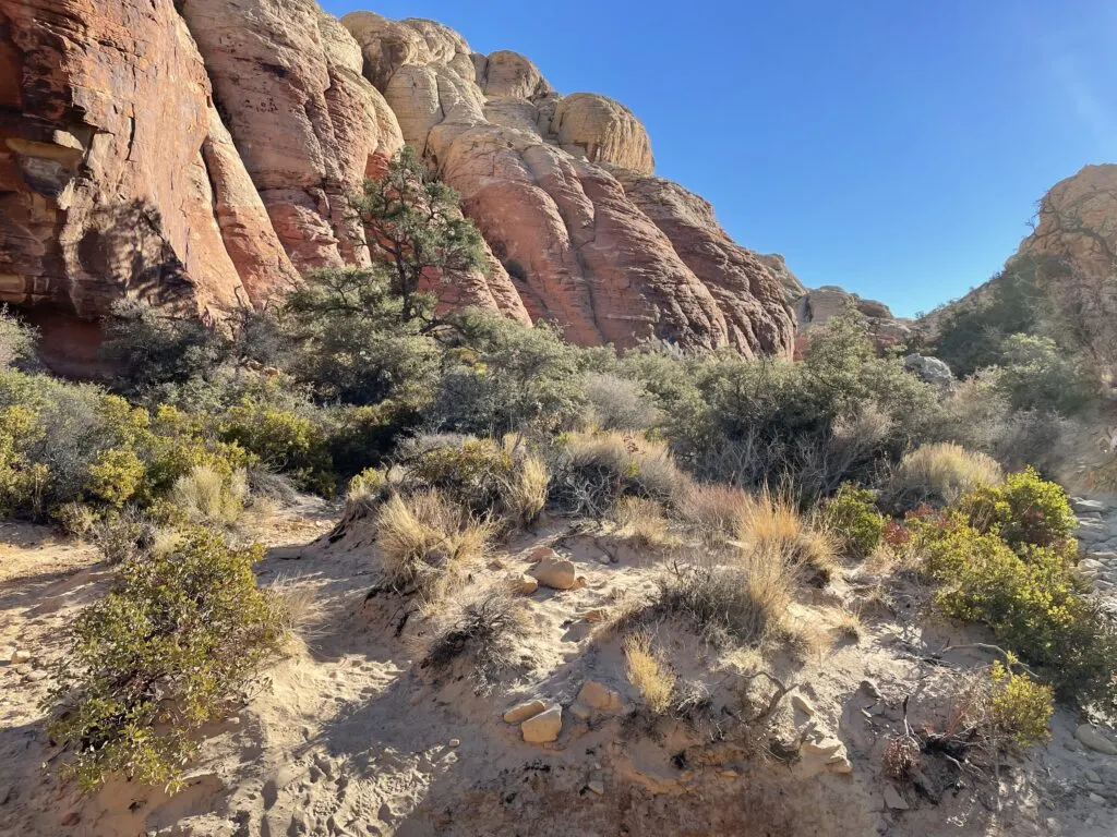 sand trail with green plants surrounded by a rock canyon