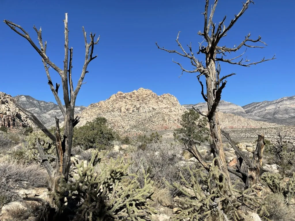 2 trees on the trail