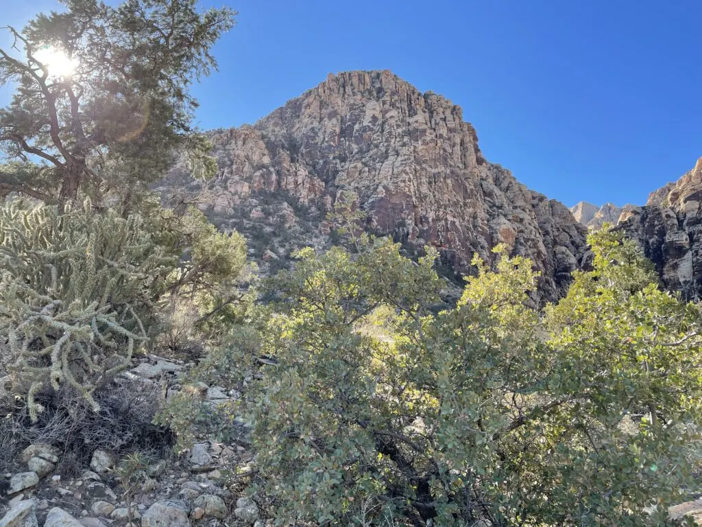 mountain with trees in foreground