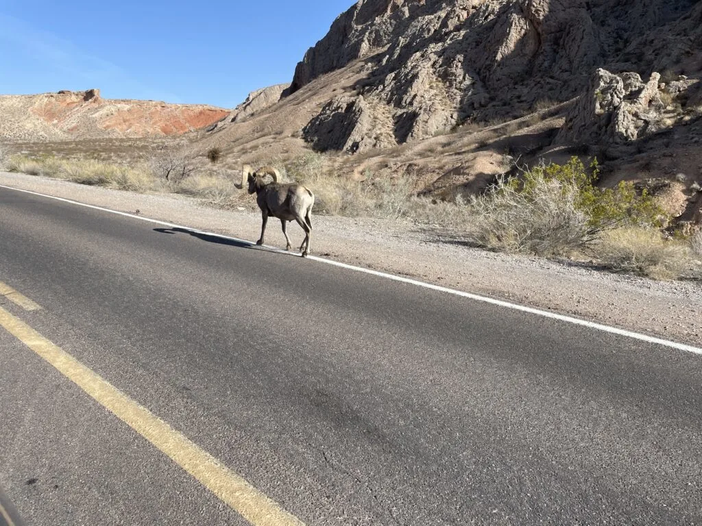 A bighorn sheep is walking down the side of the highway