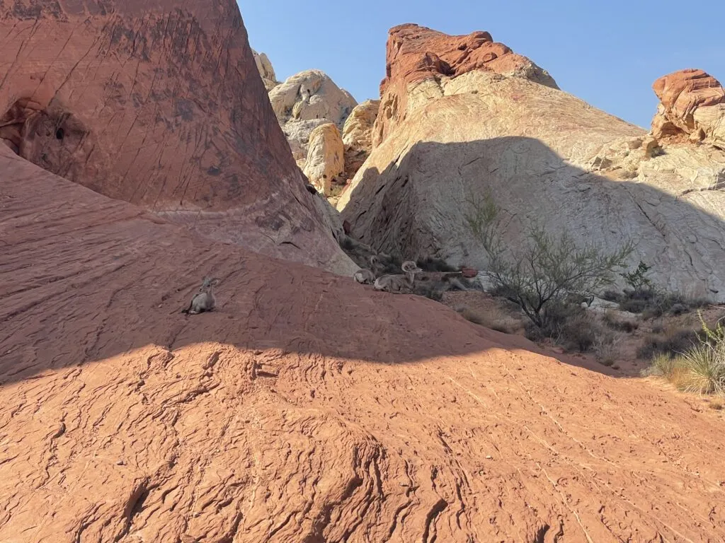 A bighorn sheep rests in the shade on a rock along the trail