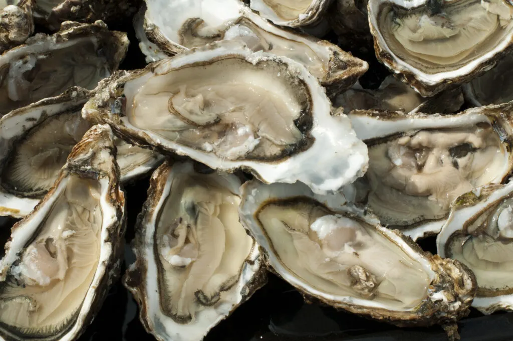 Fresh oysters in a half shell on a tray