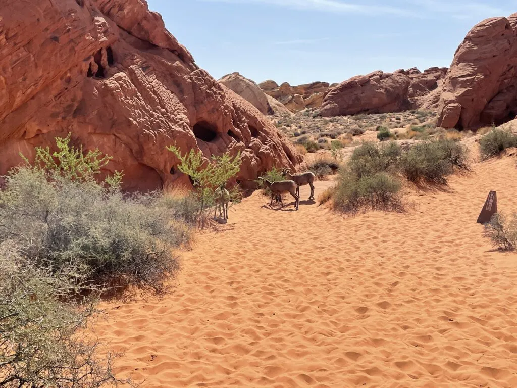 3 bighorn sheep eating bushes along the trail