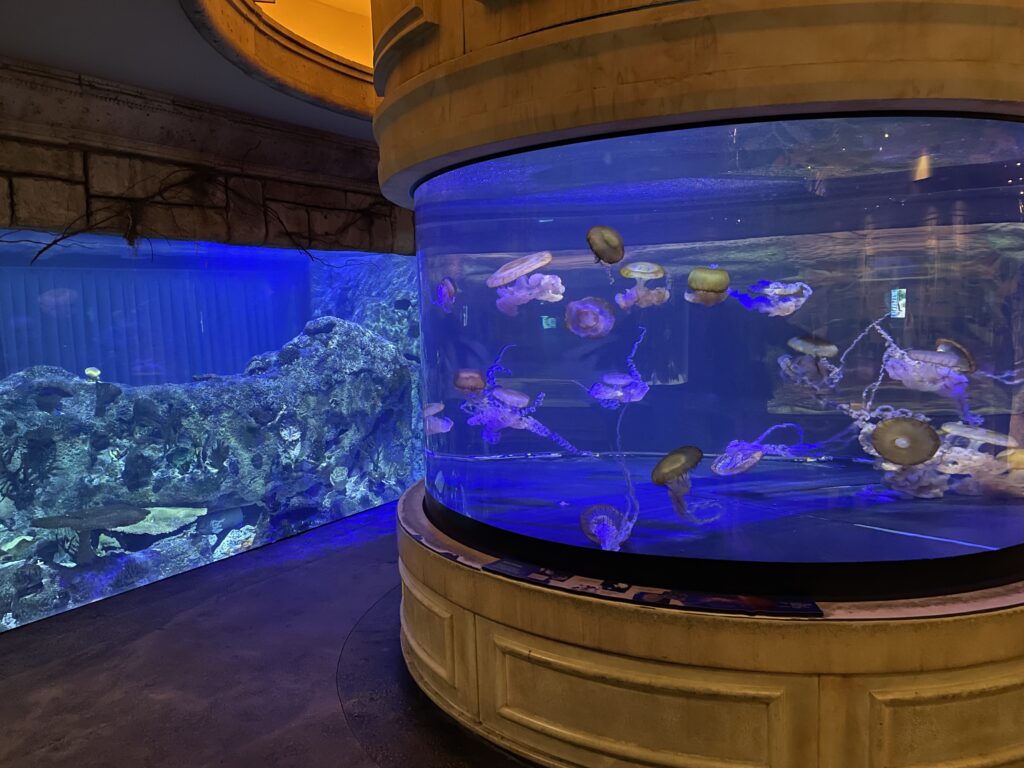 Cylindrical jellyfish display is in the middle of the room, with a larger, rectangular aquarium behind it along the wall.