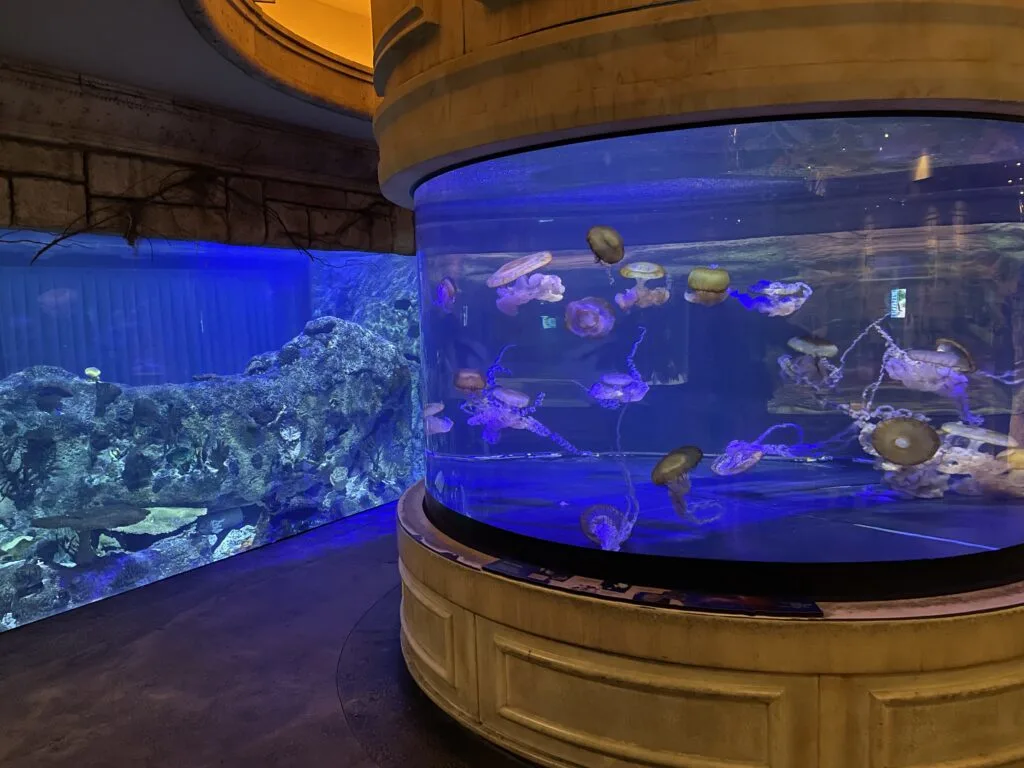 Is the Shark Reef Aquarium at Mandalay Bay worth it?