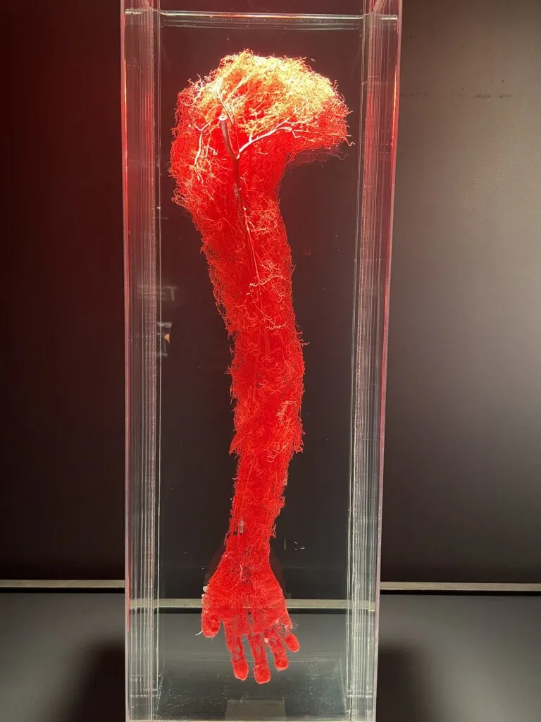 Red polymer depiction of the Blood vessels found in a human arm. 