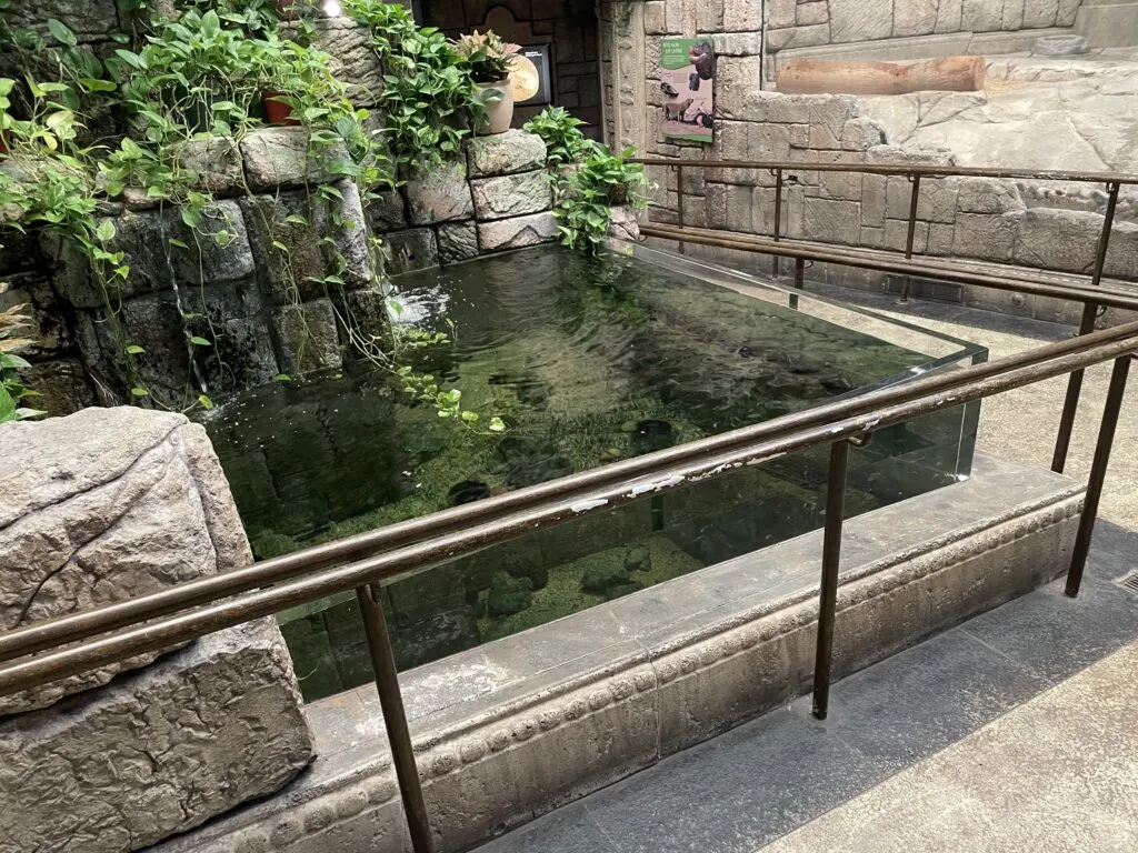 A short, knee high aquarium with glass walls along the path in the zoo portion of Shark Reef. 