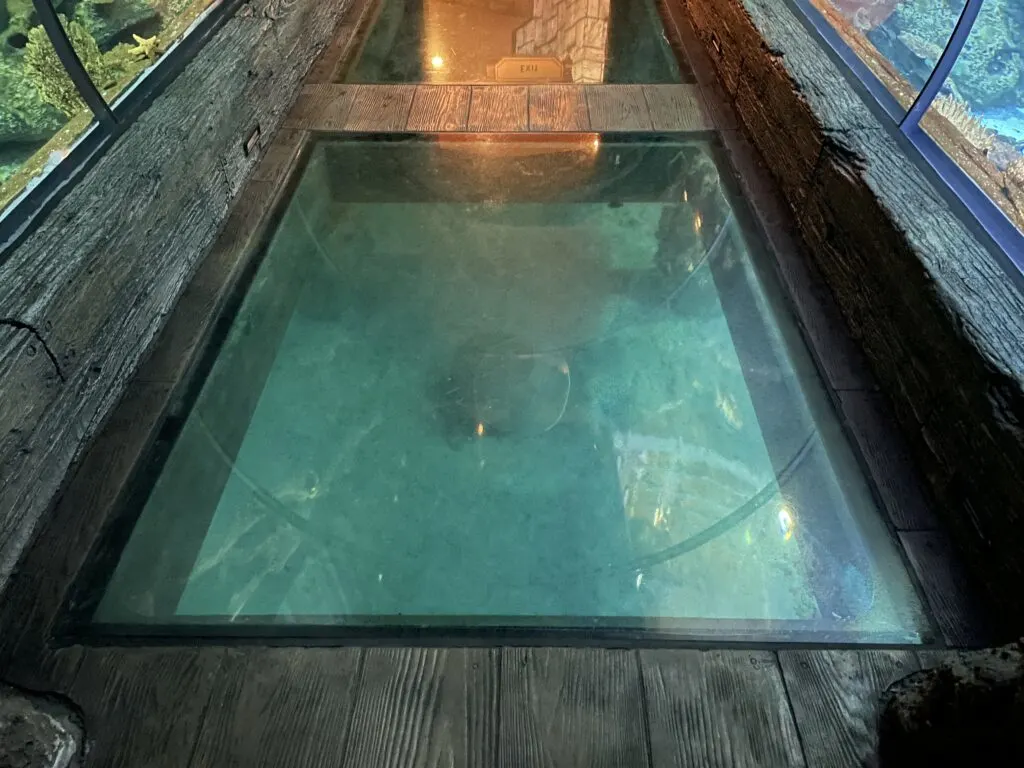 A glass floor at Shark Reef that allows you to see fish and sharks that swim below the walkway. 