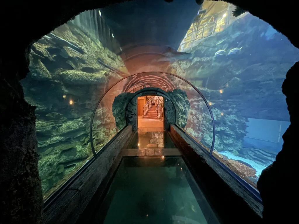 An empty walkway surrounded by a glass tube which cuts through the aquarium. 