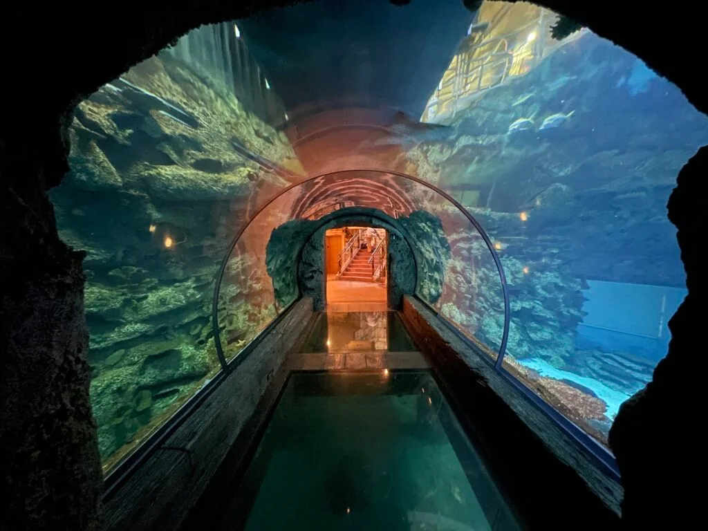 An empty walkway surrounded by a glass tube which cuts through the aquarium.