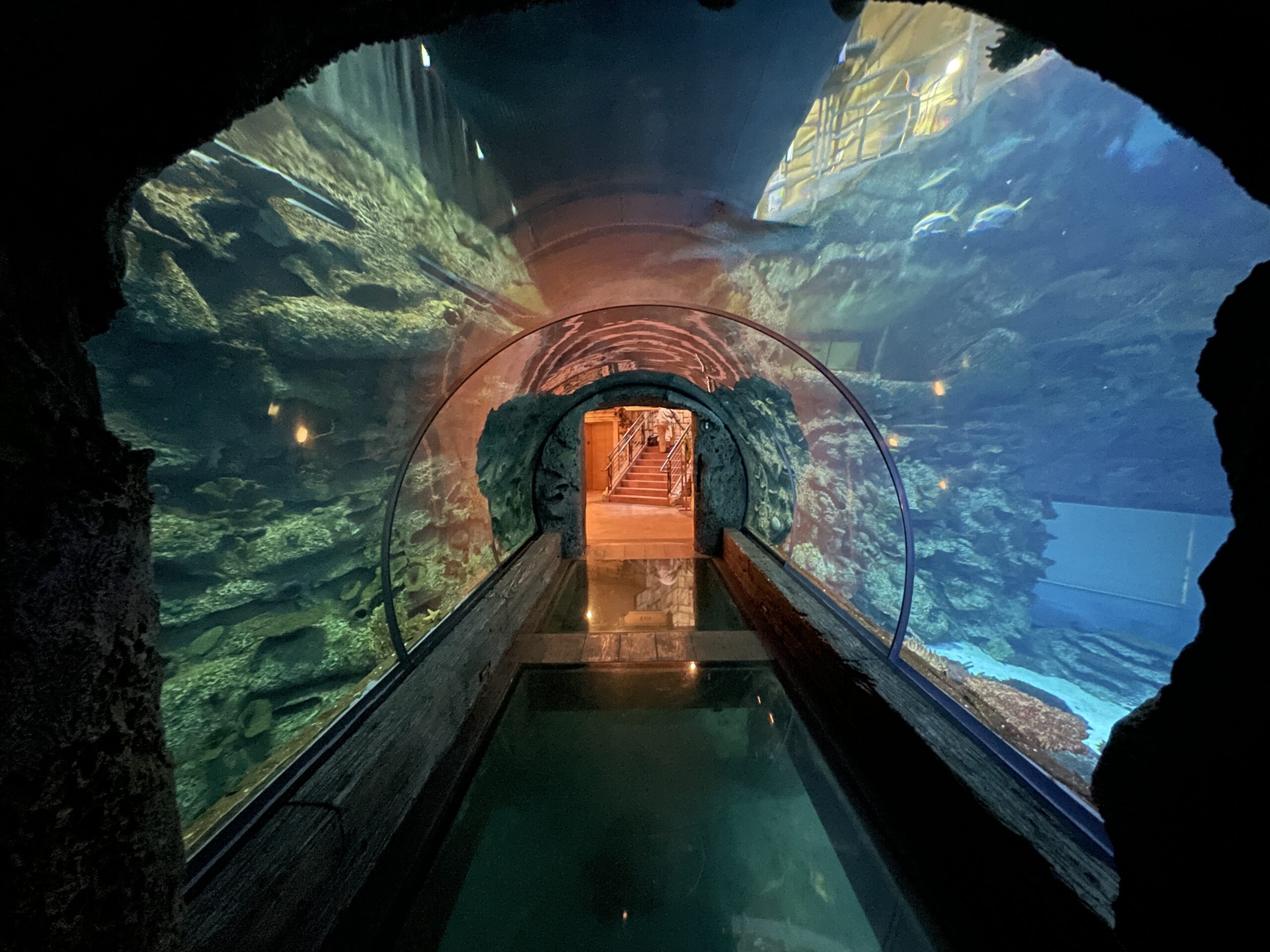 Shark Reef Aquarium Review Take a Look Inside!
