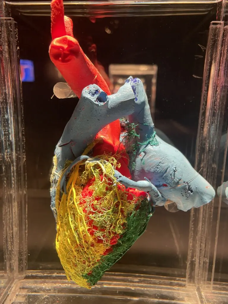 Colorful polymer casting of blood vessels that make up a human heart. 