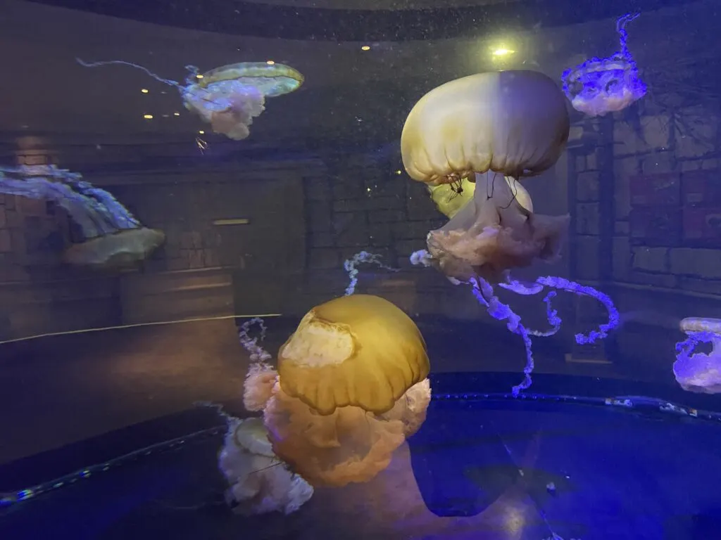 A close up of a number of jellyfish in the tank. 