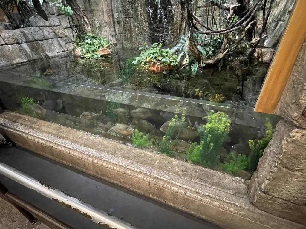 Another short aquarium filled with fish that is short, and features transparent glass walls.