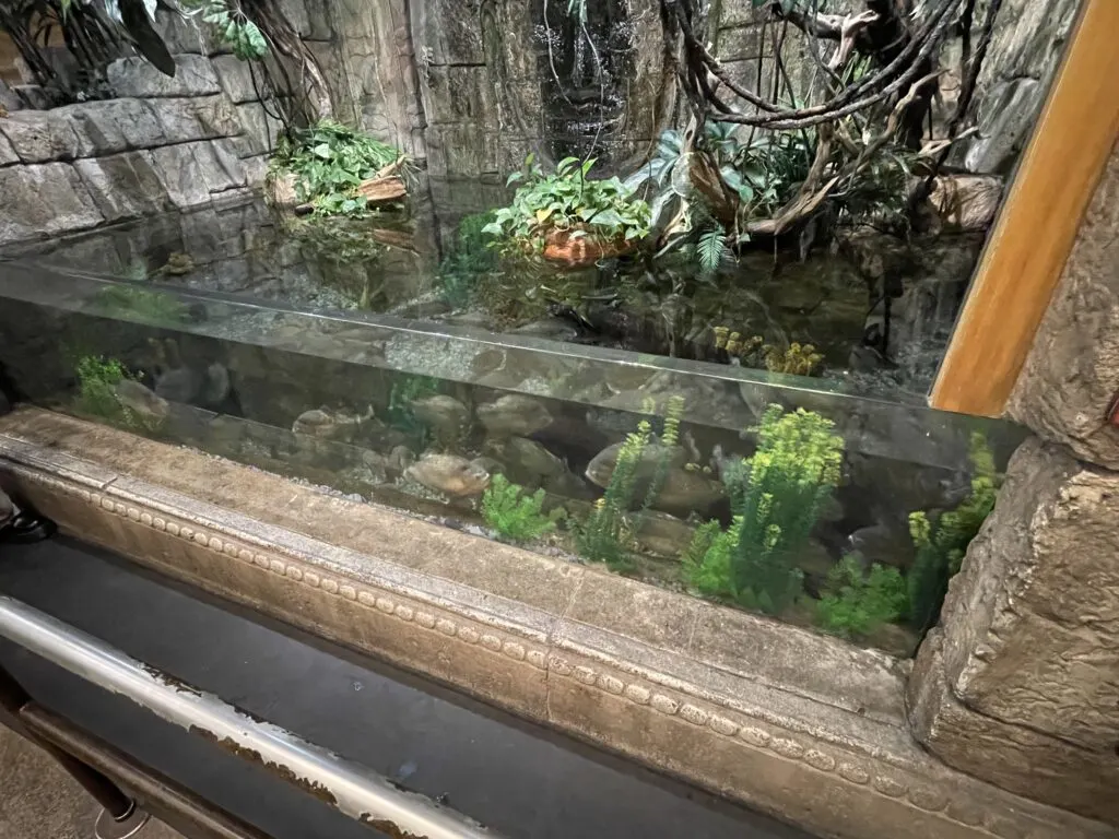 Shark Reef Aquarium Review: Is It Worth Going? - Vegas Primer