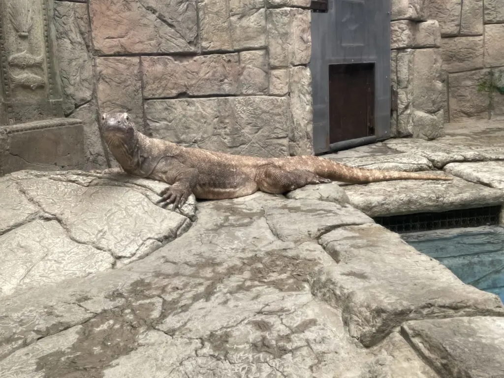 A komodo dragon laying stationary on light brown rocks. 