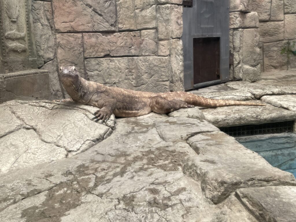 A komodo dragon laying stationary on light brown rocks.