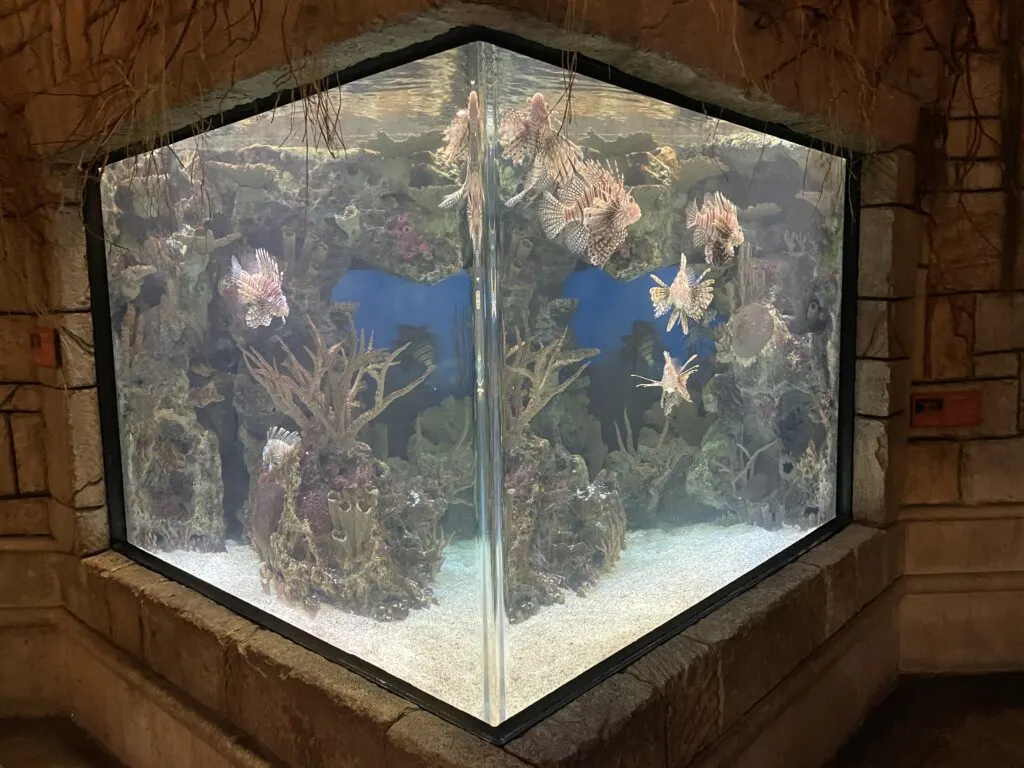 A glass, cube fish tank that is illuminated from the inside and stocked with lionfhish. 