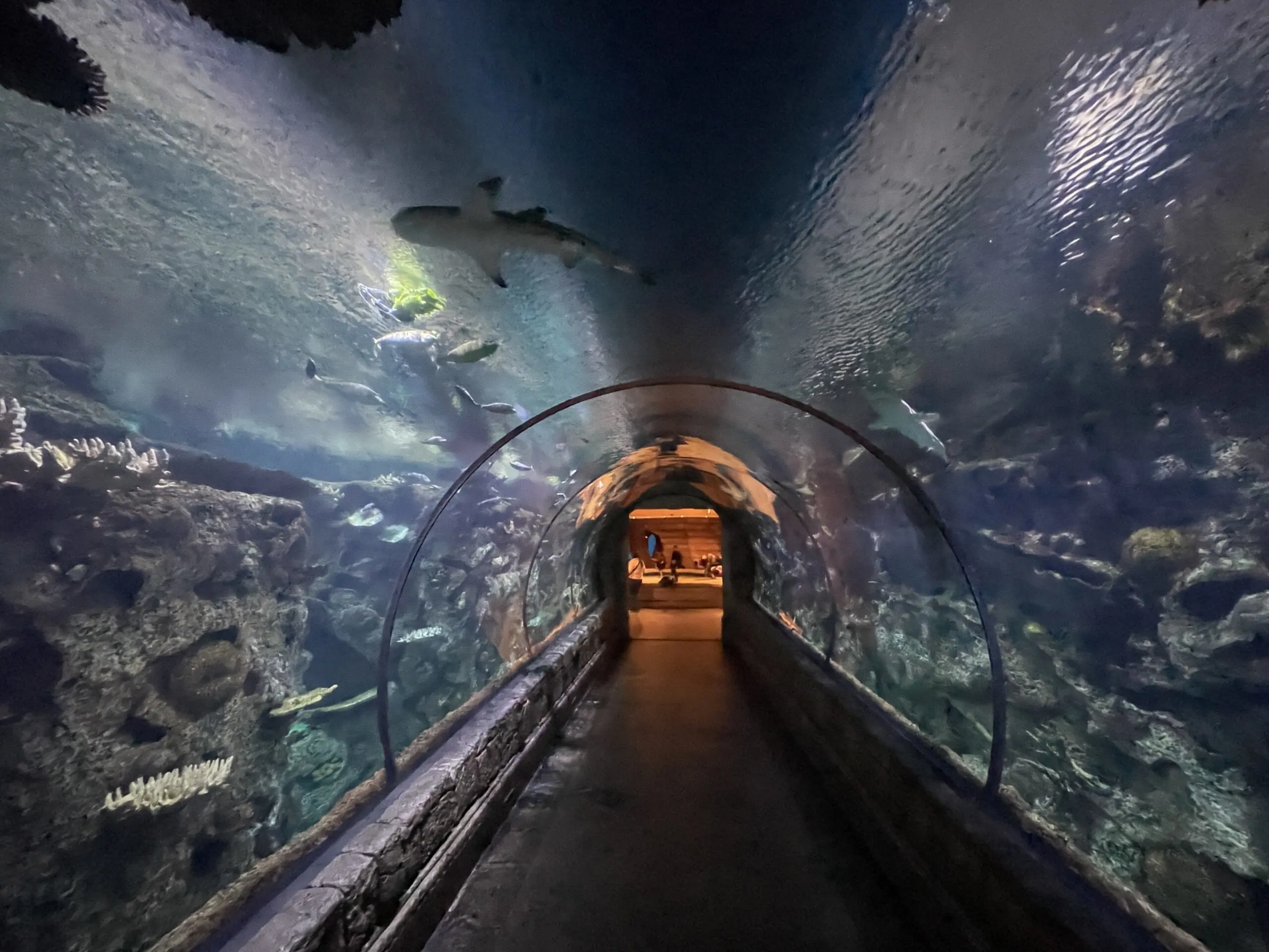 The Longer of two glass tunnels that are underwater at the Aquarium.