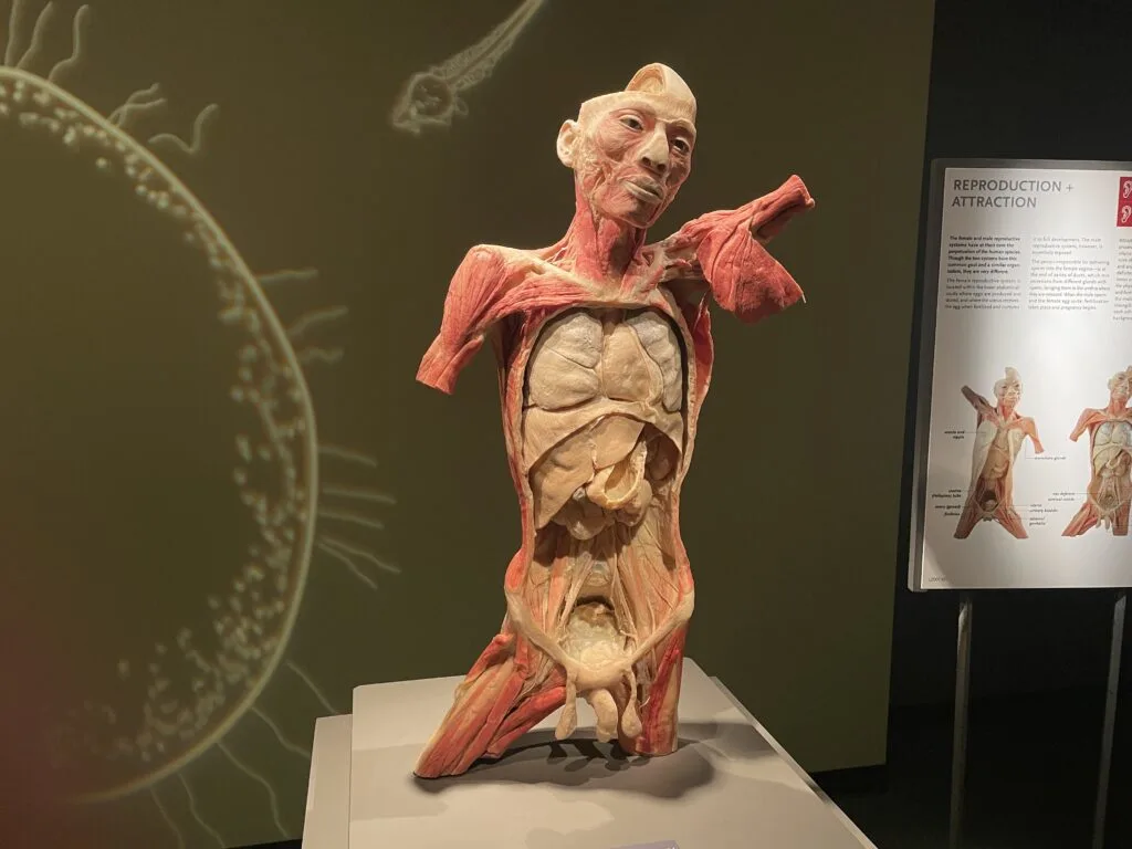 A body specimen that shows internal organs and muscles from the legs up to the head.