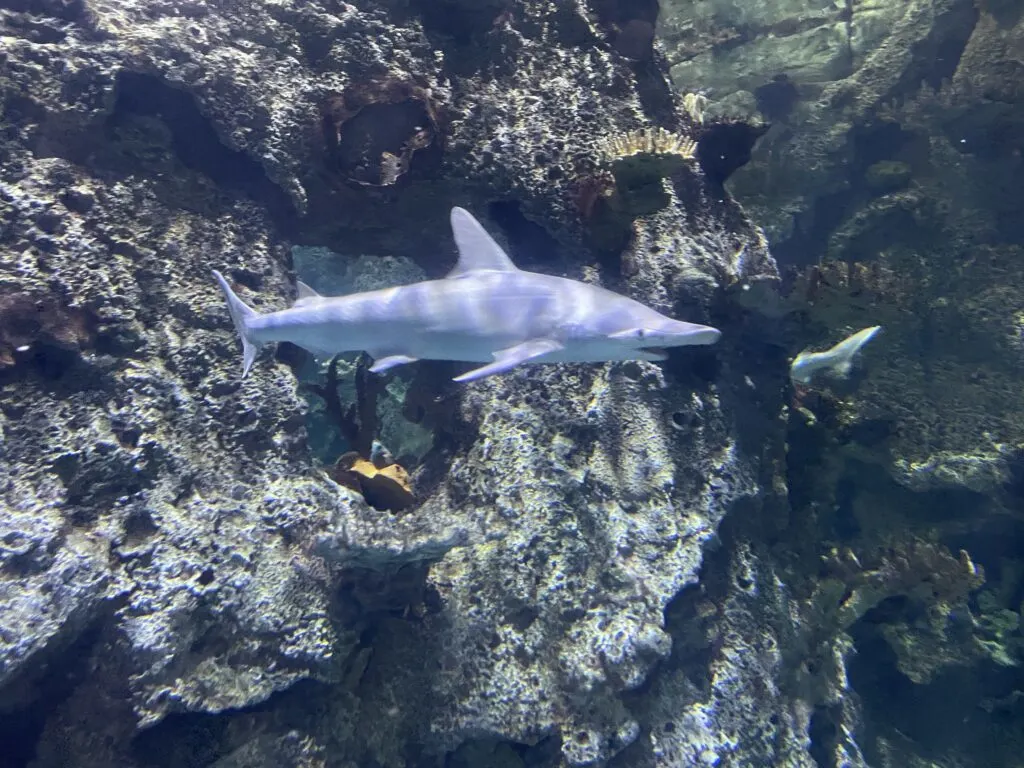 A shark navigating the water at Shark Reef.