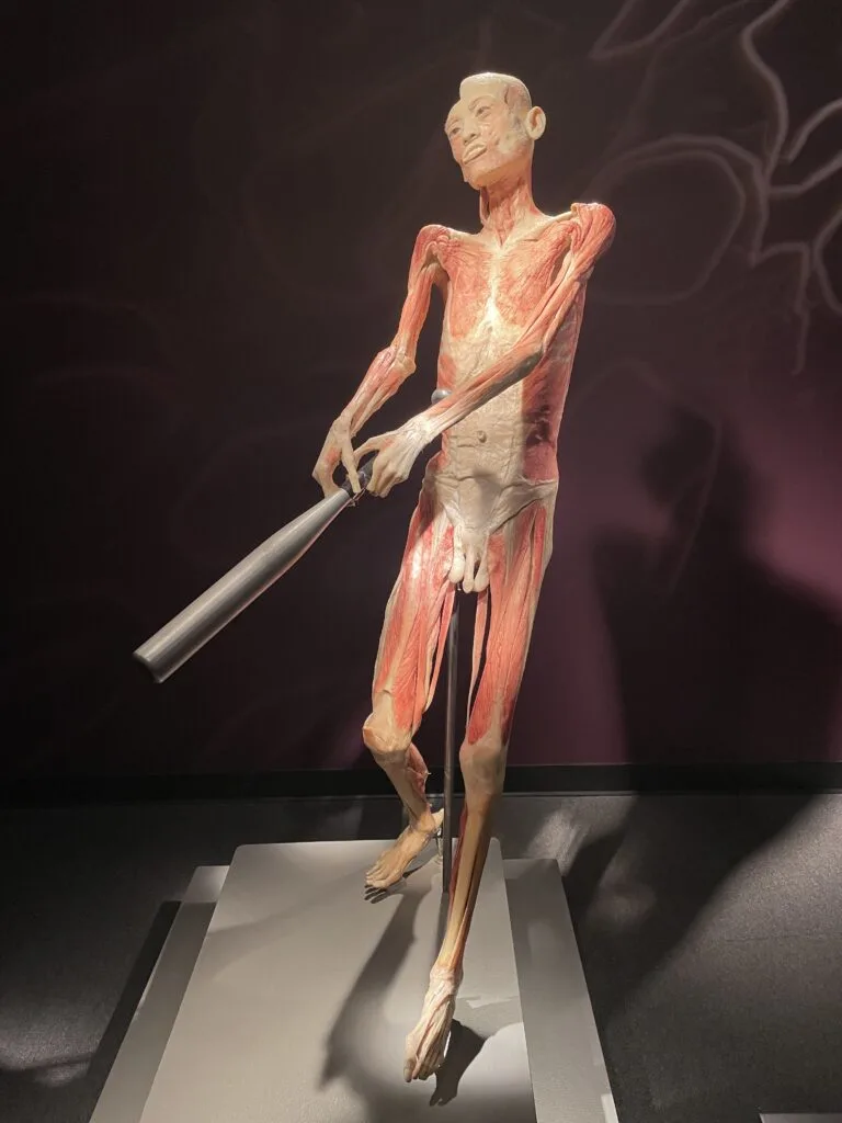 A full body muscle and bone specimen swinging a baseball bat. 