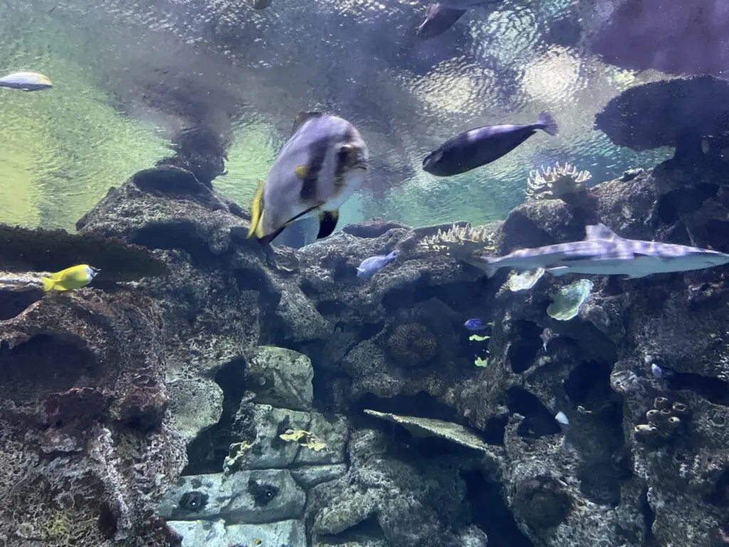 Tropical fish swimming among a coral reef. 