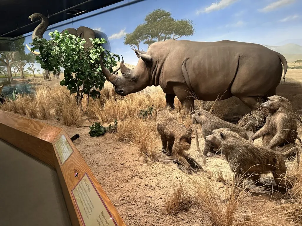 A stuffed Rhino stands alonside stuffed primates in an African animal scene.