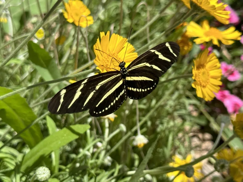 A black burtterfly with yellow stripes on the wings sits on a yellow flower. 