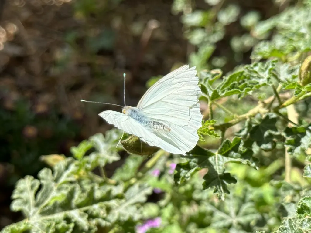A white butterfly sitting on a green plant. 