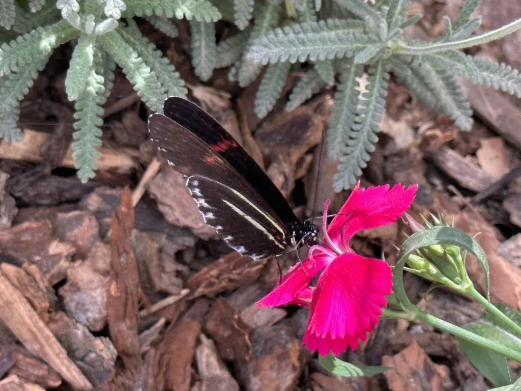 A black butterfly sits on a pink flower. 