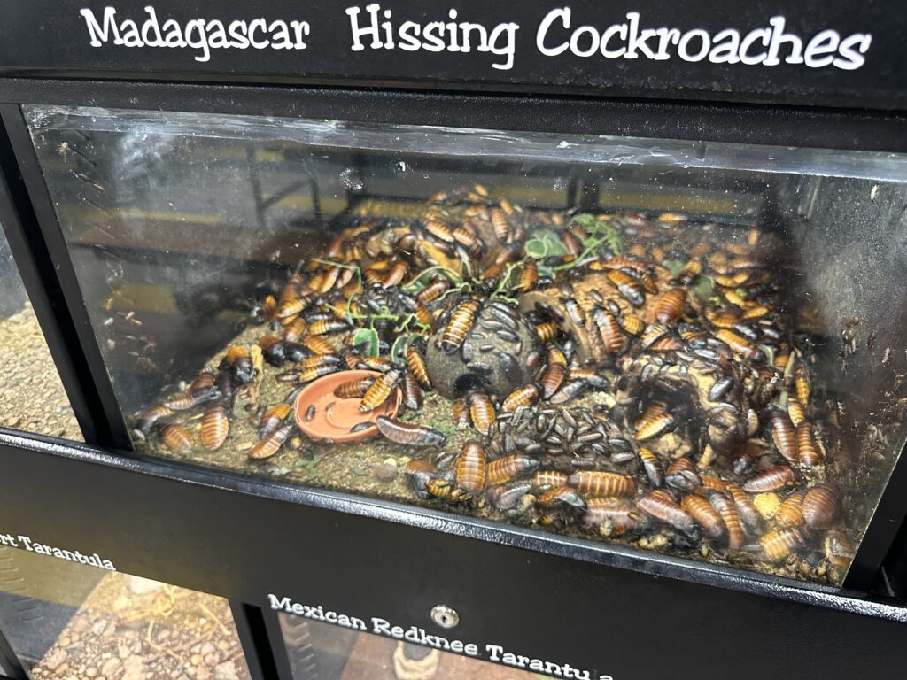 An aquarium jam packed with hundreds of brown cockroaches. 
