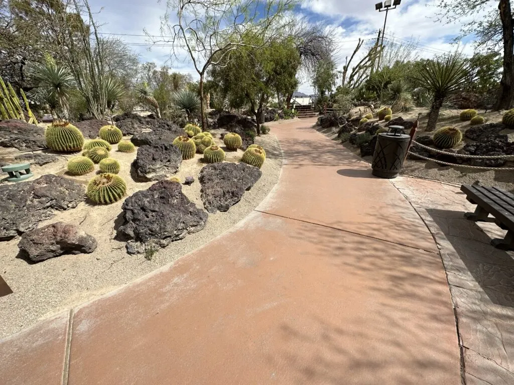 A pathway cuts though the cactus garden. Large, dark lava rocks also are present.