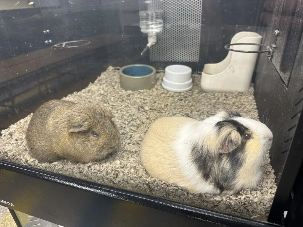 Two furry guinea pigs rest inside an aquarium. 