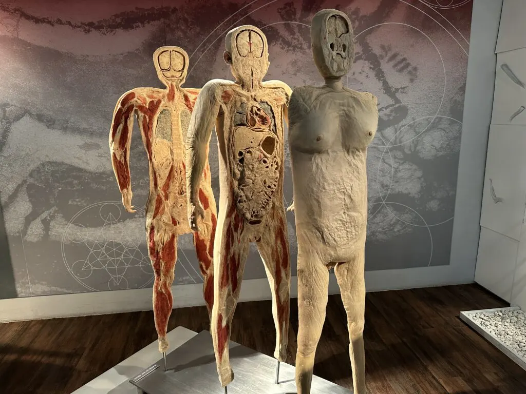 A full body human body speciman that has been cut from head to toe from side to side into 3 sections, providing a good visual of internal organs.