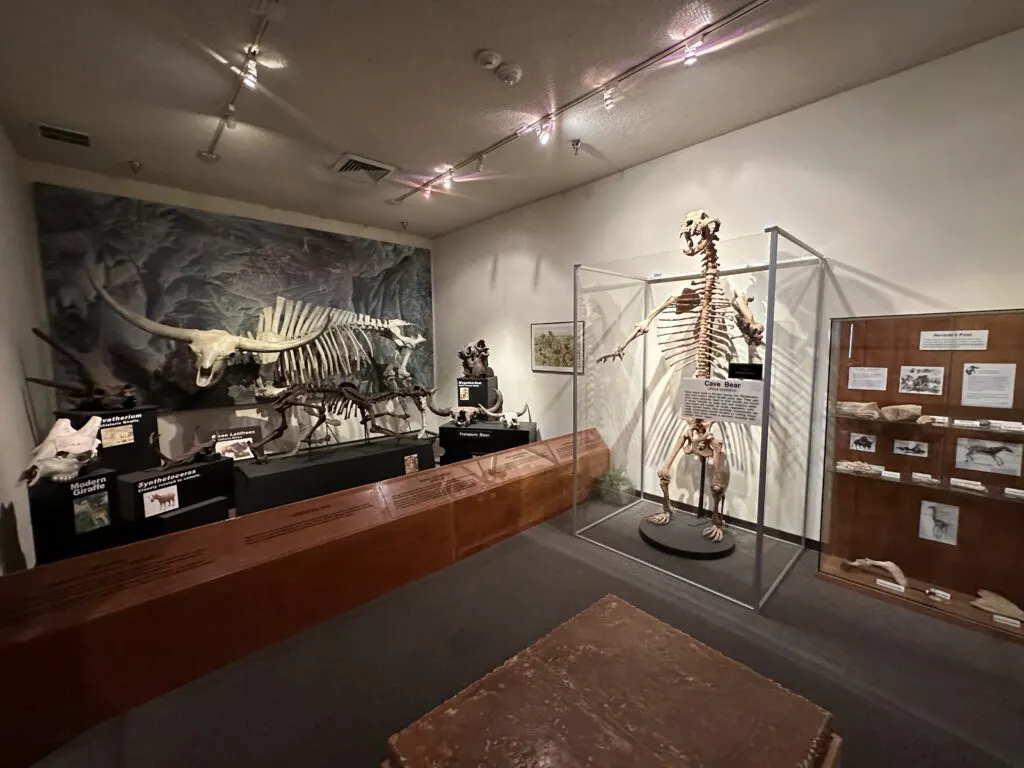 Animal skeletons, to include the skeleton of a standing cave bear on display.