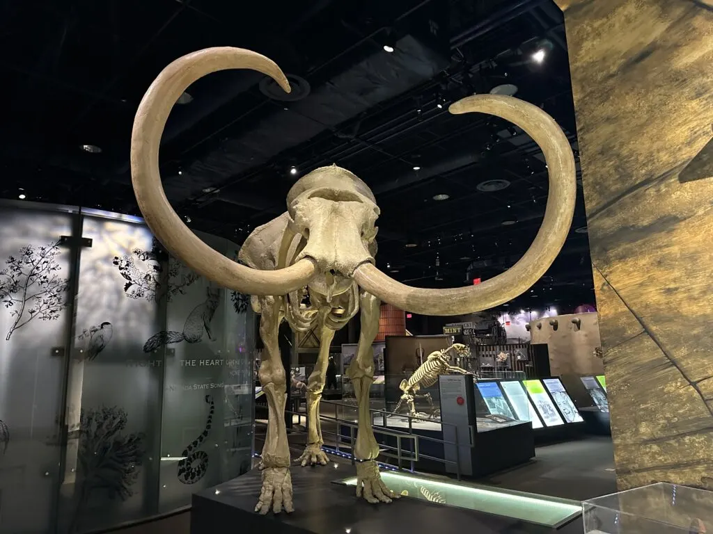 A large mammoth skeleton with two massive tusks greets visitors.