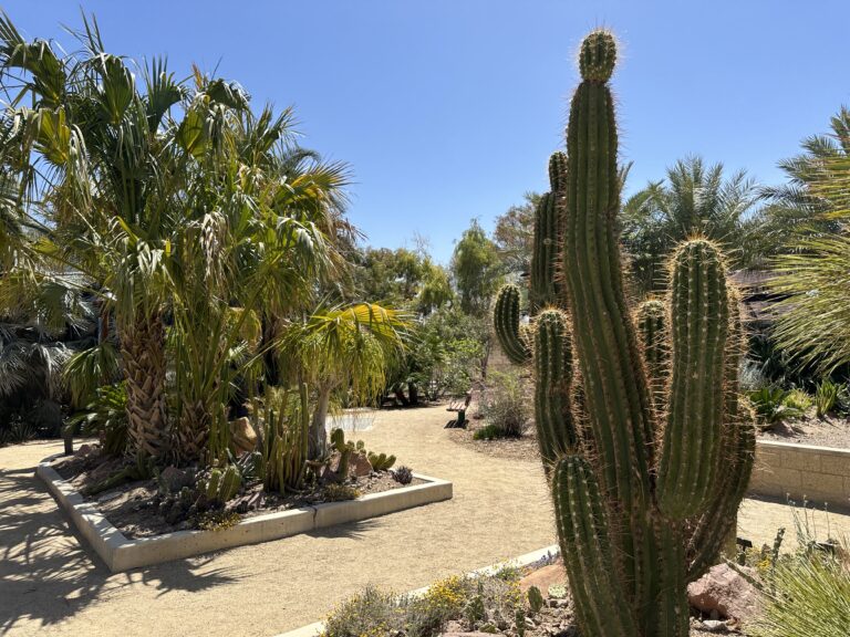A cactus with multiple prongs reaches up toward the blue sky with a large palm push in the background.