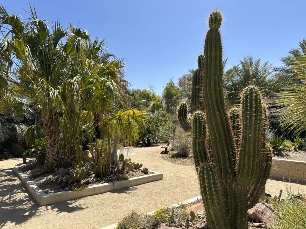A cactus with multiple prongs reaches up toward the blue sky with a large palm push in the background.