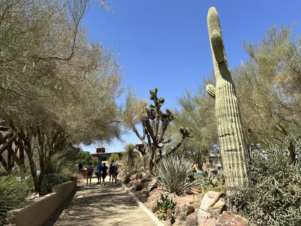 A pathway lined with leafy trees on the left and prickly cacti on the right. 