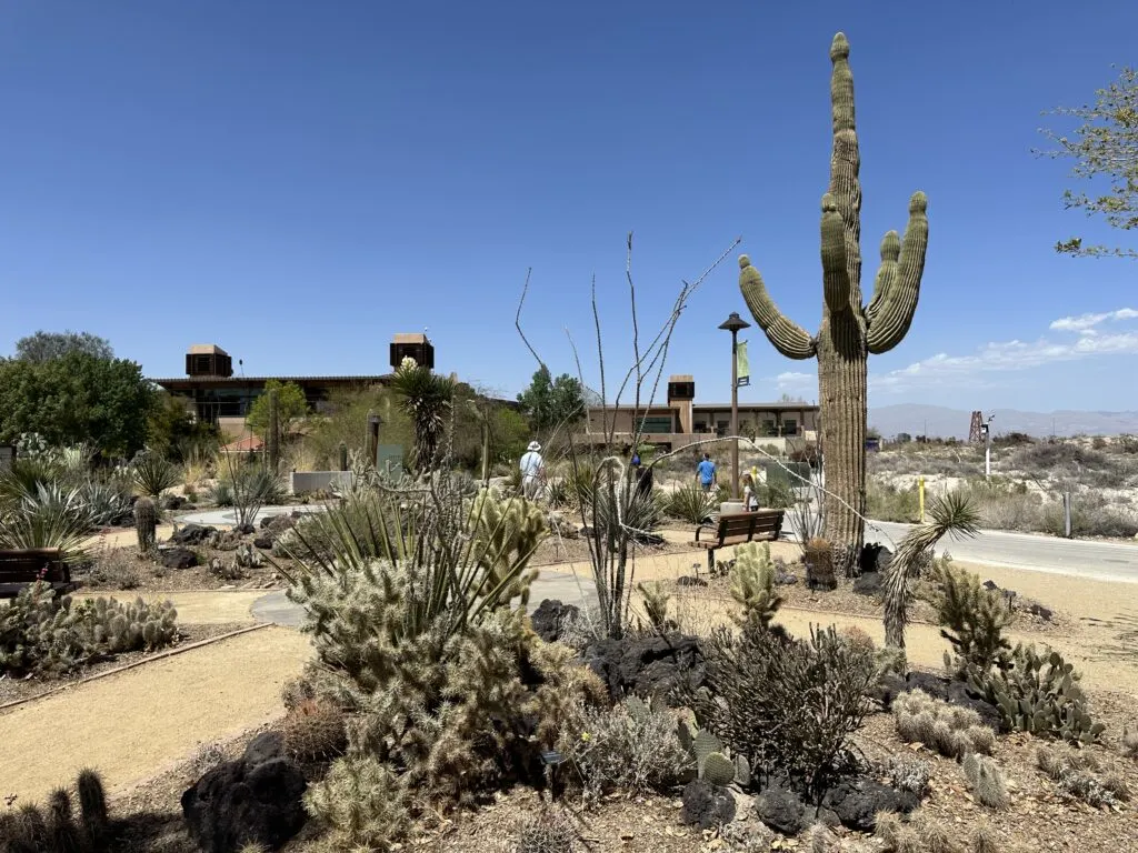 A tall cactus extends up into the blue sky with small prickly plants scattered about at it's base. 