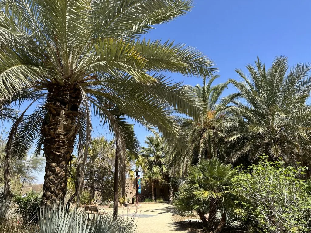 Palm Trees tower over the path in the botanical garden on a day with blue skies. 