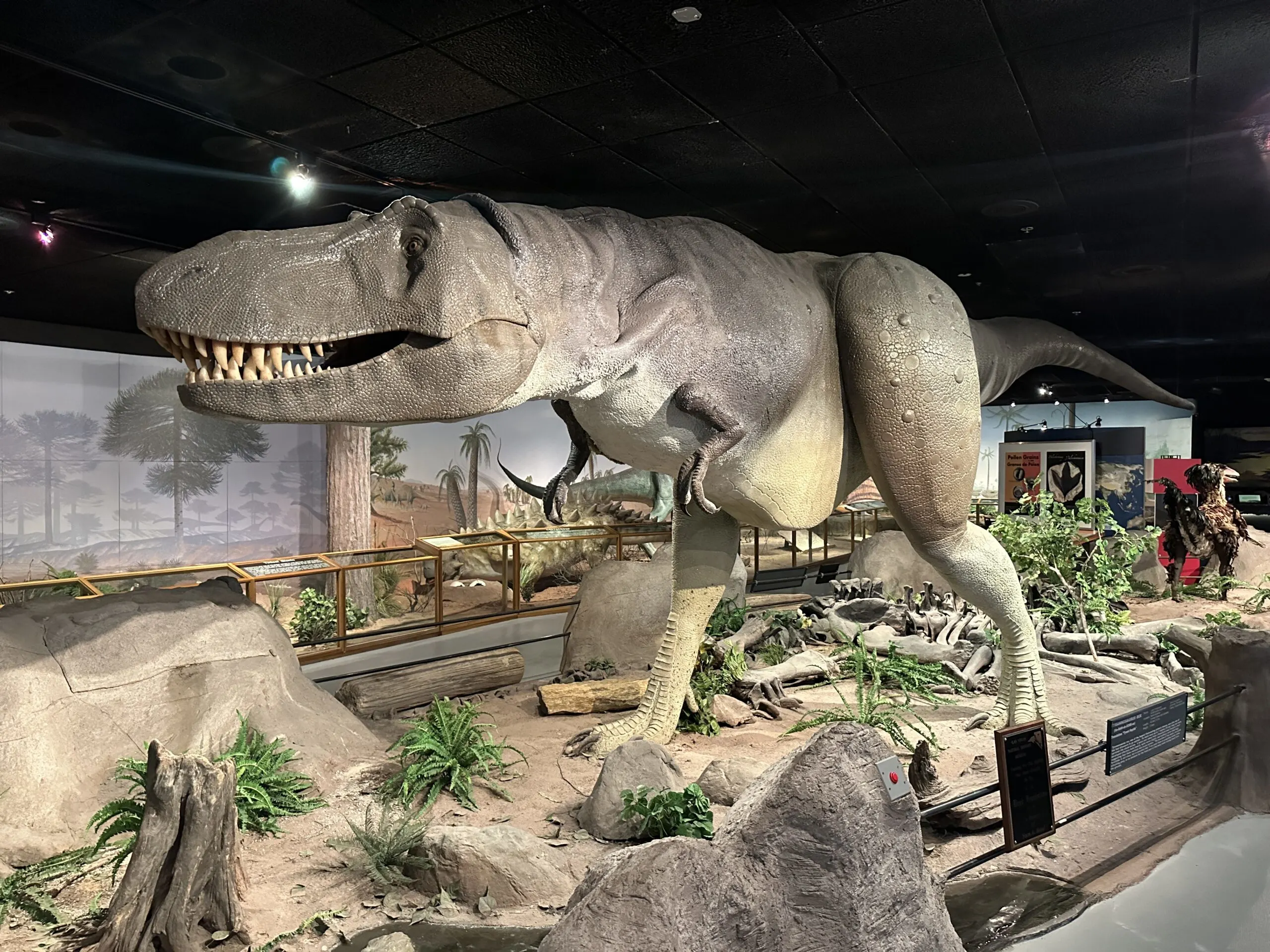 A life sized TRex figure stands tall in the middle of the dinosaur exhibit.